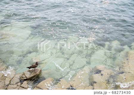 浄土ヶ浜の浅瀬 68273430