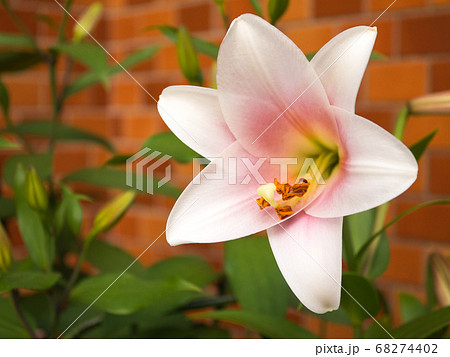 ピンク色の鉄砲ユリ ピンク色の鉄砲ユリ 68274402