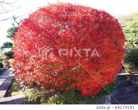 九品仏浄真寺　紅葉 68274591