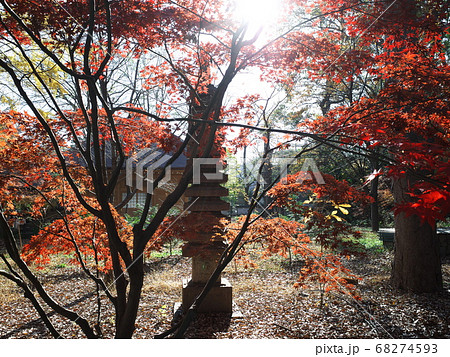 九品仏浄真寺 紅葉と石塔 九品仏浄真寺 紅葉と石塔 68274593