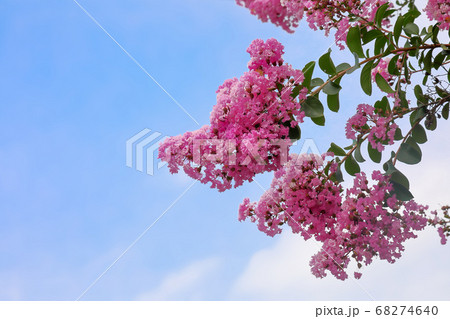サルスベリの花 サルスベリの花 68274640
