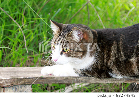 Young cat white and brown on wooden bench close up Young cat white and brown on wooden bench close up 68274845