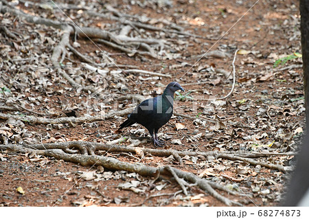 アカガシラカラスバト アカガシラカラスバト 68274873