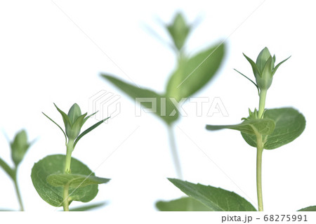 桔梗のツボミ (fix撮影) 桔梗のツボミ (fix撮影) 68275991