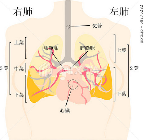 肺と心臓文字付きのイラスト素材 6762