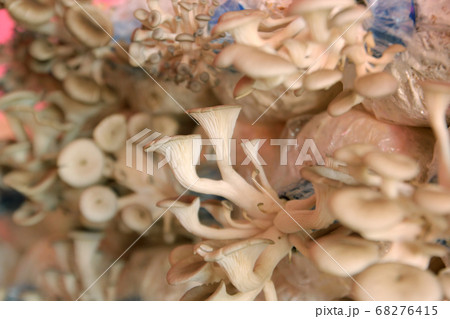 oyster mushroom in nursery bag 68276415