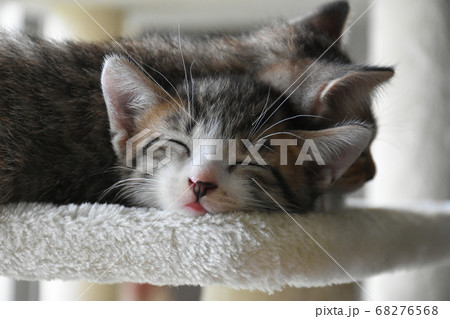 段ボール箱に入れられて捨てられた子猫 段ボール箱に入れられて捨てられた子猫 68276568