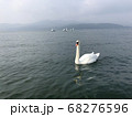 白鳥が優雅に泳いでいる所。 68276596