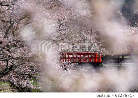 鳥取 四季の散歩 春 鹿野 鳥取 四季の散歩 春 鹿野 68276717