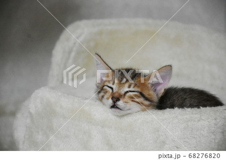 段ボール箱に入れられ捨てられた子猫 68276820