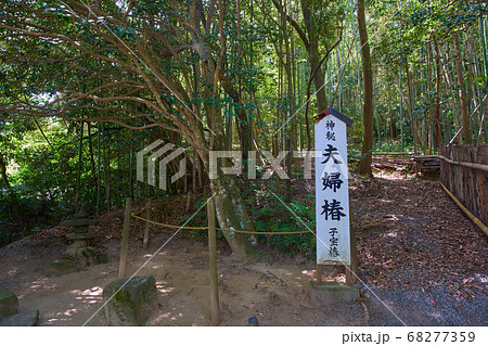 縁結びの神様 松江市八重垣神社にある夫婦椿 子宝椿 の木の写真素材