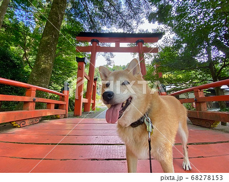 柴犬と丹生都比売神社の鳥居 和歌山県伊都郡かつらぎ町 柴犬と丹生都比売神社の鳥居 和歌山県伊都郡かつらぎ町 68278153