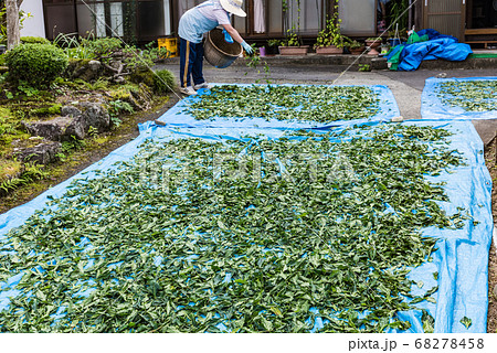 宮城藍染藍の乾燥葉作り手作業の天日干し 宮城藍染藍の乾燥葉作り手作業の天日干し 68278458