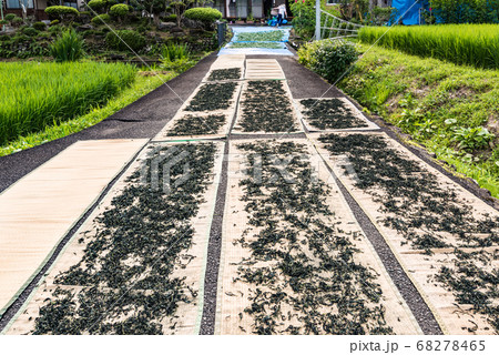宮城藍染藍の乾燥葉作り手作業の天日干し 宮城藍染藍の乾燥葉作り手作業の天日干し 68278465