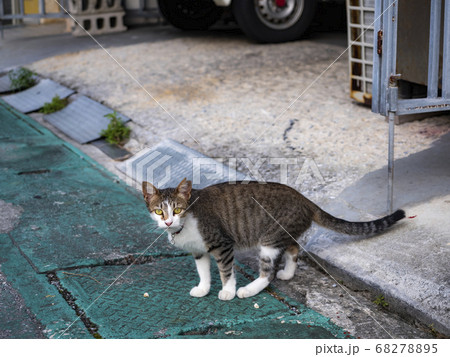 cat cat 68278895