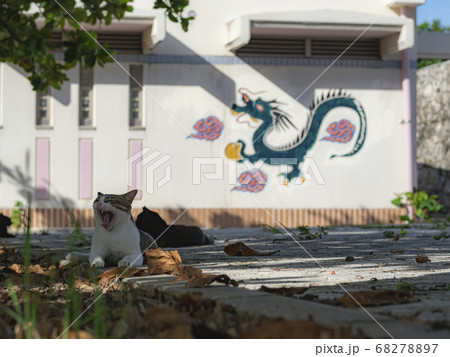 cat 68278897