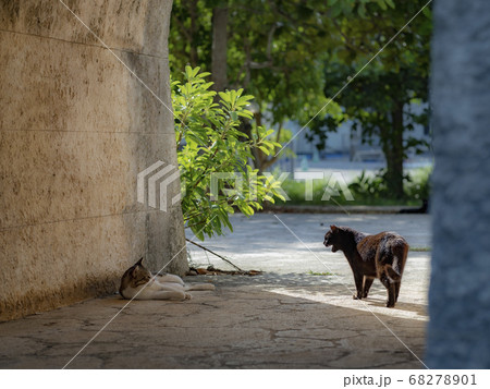 cat cat 68278901