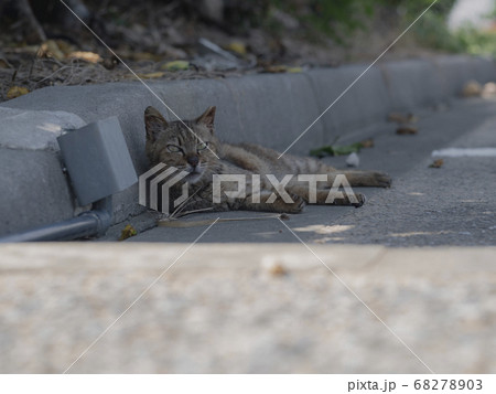 cat 68278903