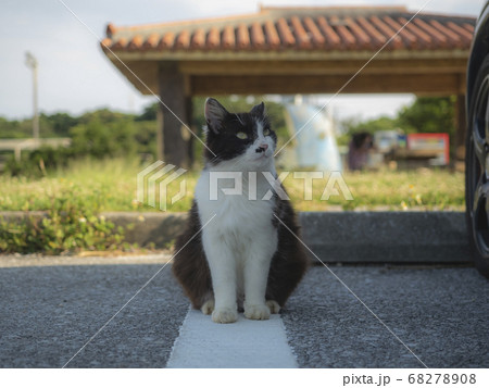 cat cat 68278908