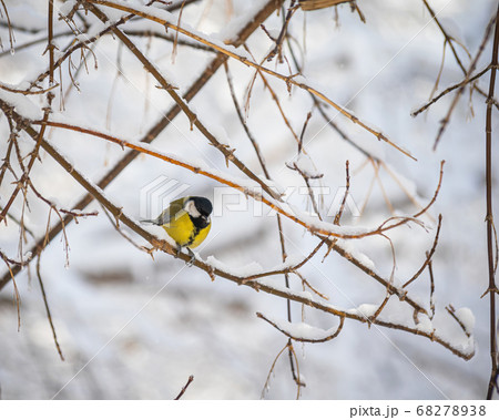 Titmouse on a snowy winter day Titmouse on a snowy winter day 68278938