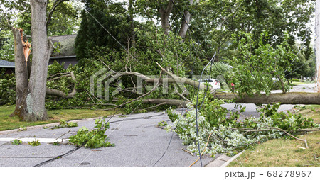 Trees and electric wires laying across residential 68278967