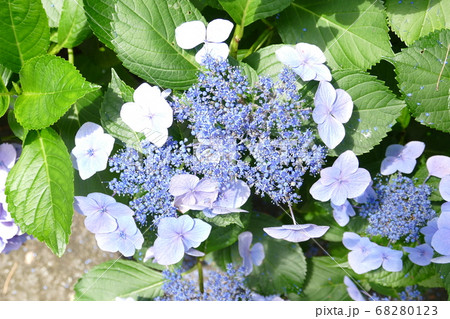 綺麗な紫陽花の写真素材