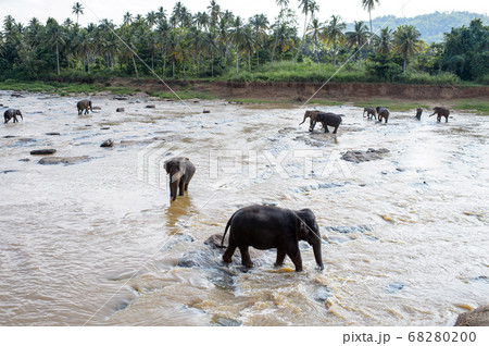 象の水遊び　スリランカ 68280200