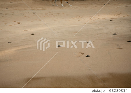 Baby turtles making it's way to the ocean 68280354