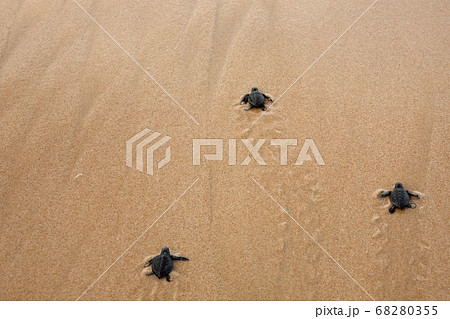 Baby turtles making it's way to the ocean 68280355