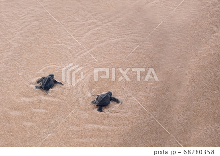 Baby turtles making it's way to the ocean 68280358