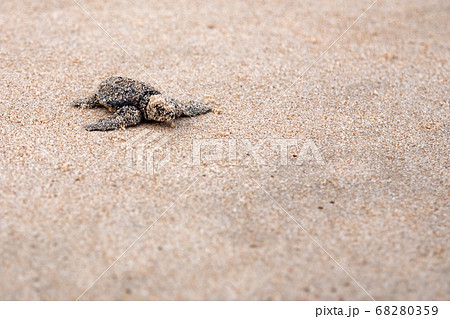 Baby turtles making it's way to the ocean 68280359