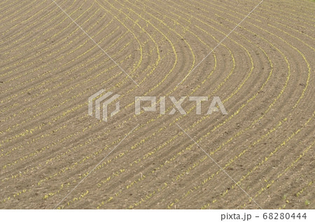 Corn field in Brittany Corn field in Brittany 68280444