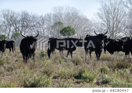 bulls in Camargue bulls in Camargue 68280447
