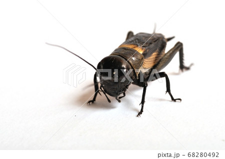 Cricket on a white background 68280492