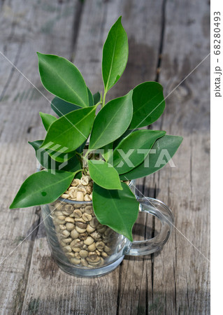 green coffee beans with glass cup and green leaves 68280493