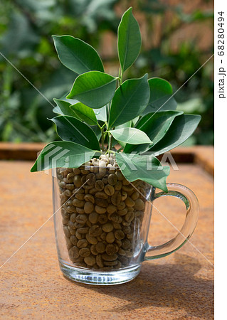 green coffee beans with glass cup and green leaves 68280494