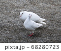 2羽の白いハト 68280723