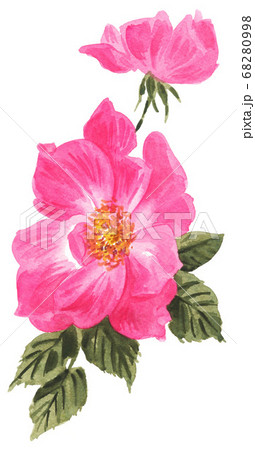 rose20809pix7 68280998