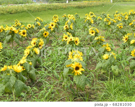 夏の花といえば黄色いヒマワリ これはミニヒマワリ の写真素材