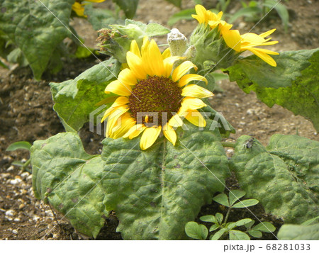 夏の花といえば黄色いヒマワリ これはミニヒマワリ の写真素材