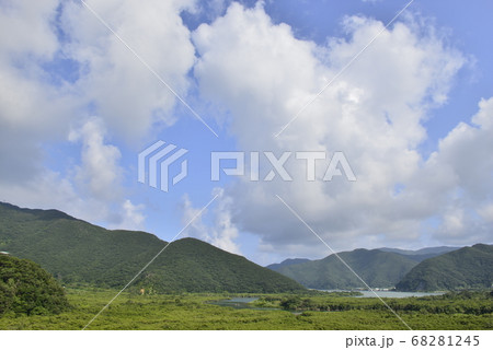 【鹿児島県 奄美大島】住用のマングローブ原生林 【鹿児島県 奄美大島】住用のマングローブ原生林 68281245