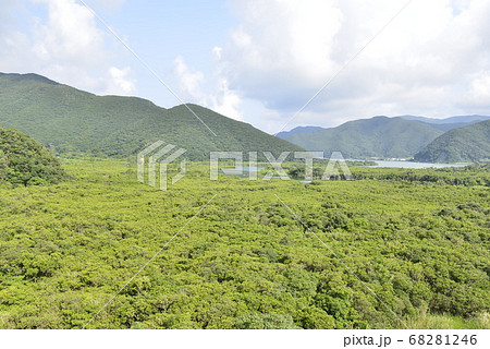 【鹿児島県 奄美大島】住用のマングローブ原生林 【鹿児島県 奄美大島】住用のマングローブ原生林 68281246
