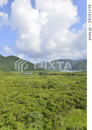 鹿児島県 奄美大島 住用のマングローブ原生林の写真素材