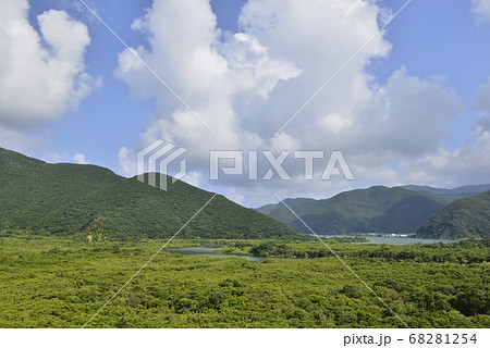 【鹿児島県 奄美大島】住用のマングローブ原生林 【鹿児島県 奄美大島】住用のマングローブ原生林 68281254