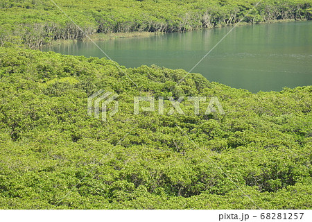 【鹿児島県　奄美大島】住用のマングローブ原生林 68281257