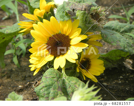 夏の花といえば黄色いヒマワリ・これはミニヒマワリ 夏の花といえば黄色いヒマワリ・これはミニヒマワリ 68281557