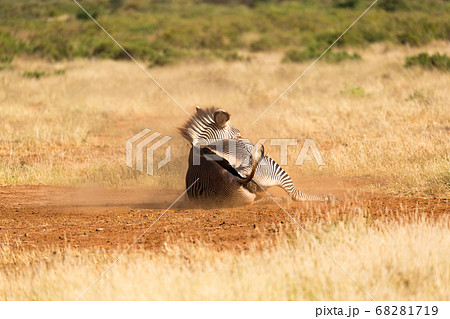 A Grevy Zebra lies on its back in the dust 68281719