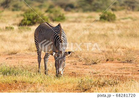 A Grevy Zebra is grazing in the countryside of 68281720