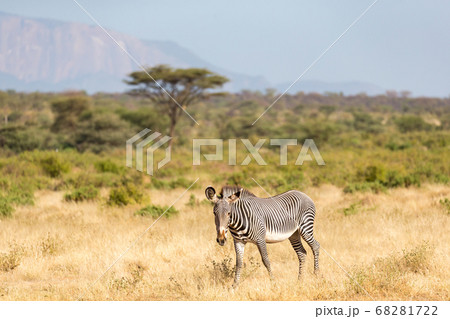 A Grevy Zebra is grazing in the countryside of 68281722