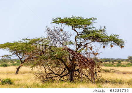 Two Somalia giraffes eat the leaves of acacia Two Somalia giraffes eat the leaves of acacia 68281756